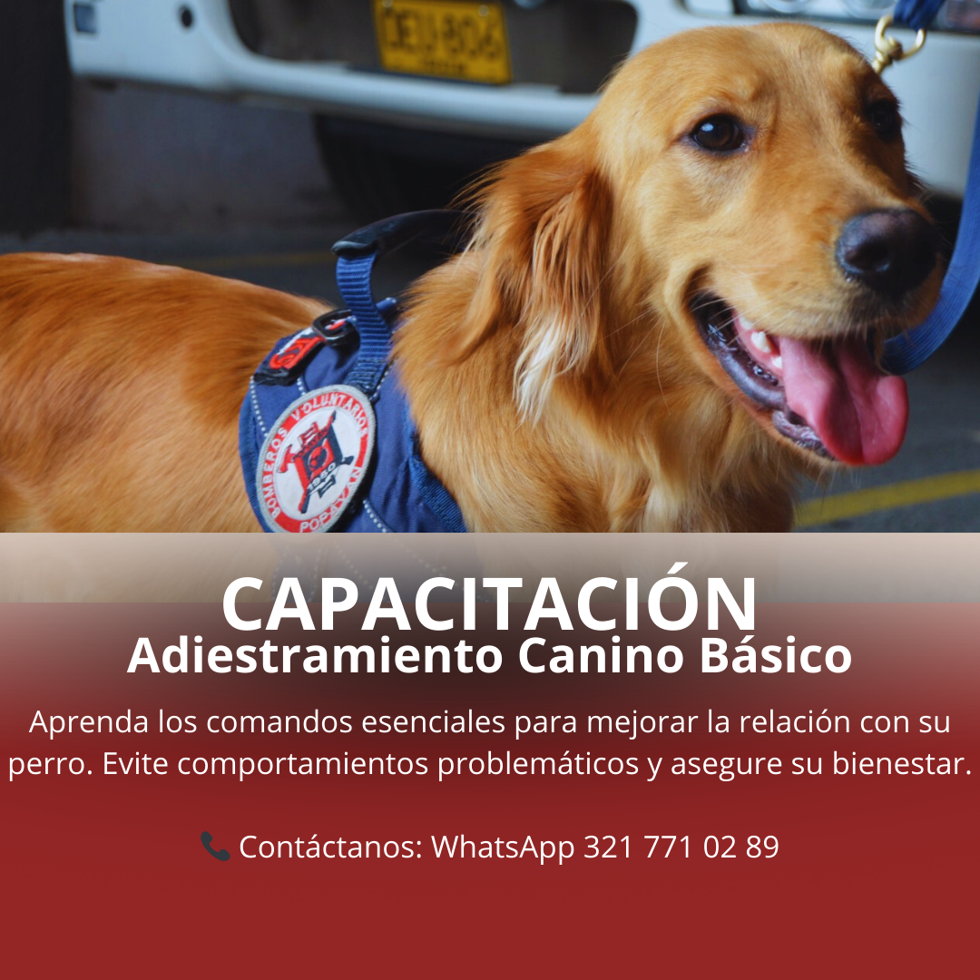 Adiestramiento_Canino_Básico.png